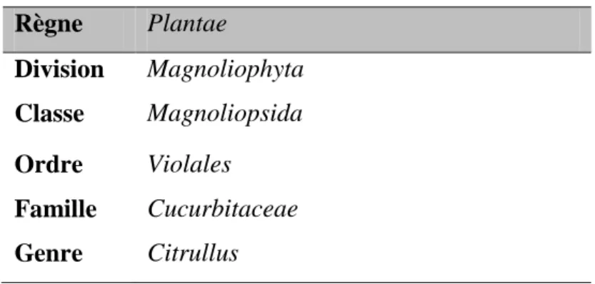 Tableau 1 : Classification botanique de la pastèque (Site 1) 