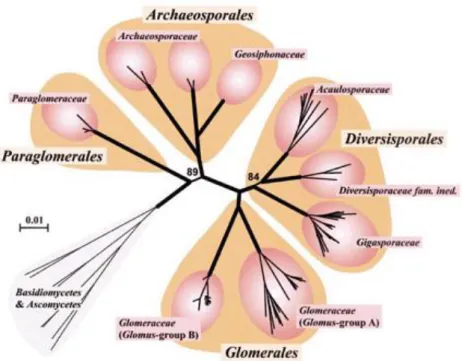Figure 4 : Classification phylogénétique des champignons CMA (Schüβler et al, 2001) 