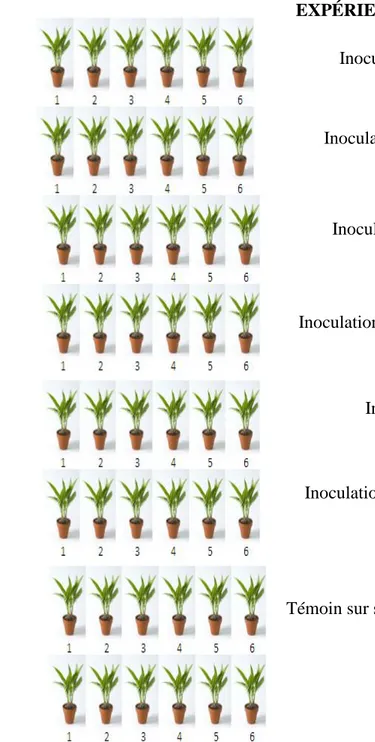 Figure 6 : Schéma dispositif aléatoire complet de l’expérience en serre  Inoculation avec G.mosseae