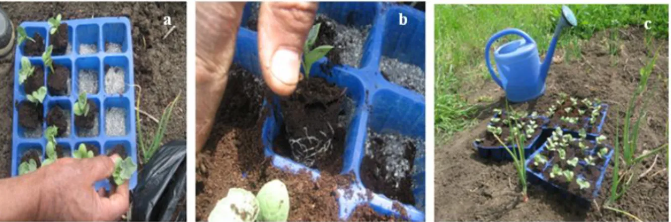 Figure 10 : Inoculation des plants de pastèque pour les expériences en plain champ (a) et (b) inoculation des plants avec 10 g d’inoculum près des racines (c) arrosage des plants  2.4  Stratégie expérimentale  