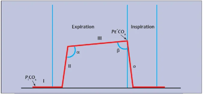 Figure 9 : Illustration d’un capnogramme sur un cycle respiratoire normal  