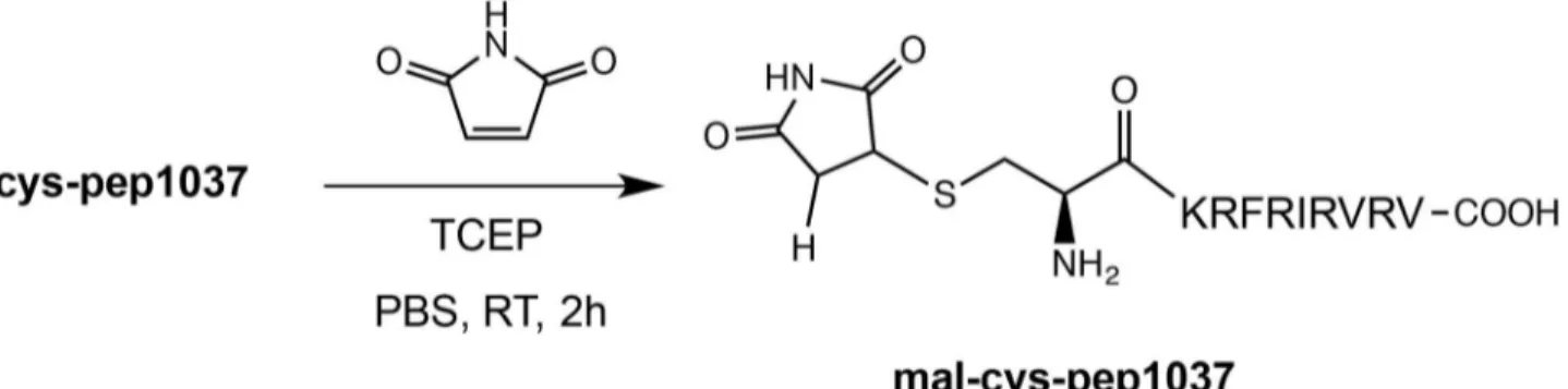 Fig 2. Formation of mal-cys-pep1037 via a thiolene reaction between cys-pep1037 and maleimide.
