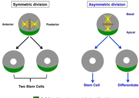 Figure 3 : Schéma des deux types de division cellulaire : symétrique et asymétrique (Berika et 