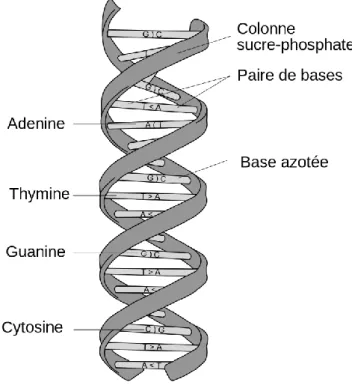 Figure 7 : Structure d’une molécule d’ADN (source : wikipedia.org) 