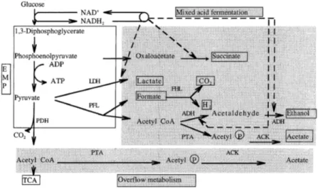 Figure 1.11  Details of mixedacid fermentation and overow metabolic pathways in E. coli [146] acid pathway leading to the production of various acids (lactate, formate and mainly acetate)