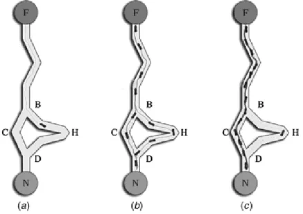Figure 3.2: A way ants exploit pheromone to find the shortest path between two points F and N