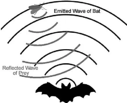 Figure 4.1: A bat use echolocation to determine prey