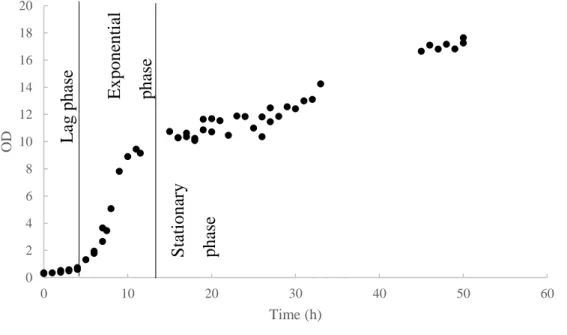 Figure 29. OD evolution through the culture. Identification of the different growth stages: lag,  exponential and stationary phase 