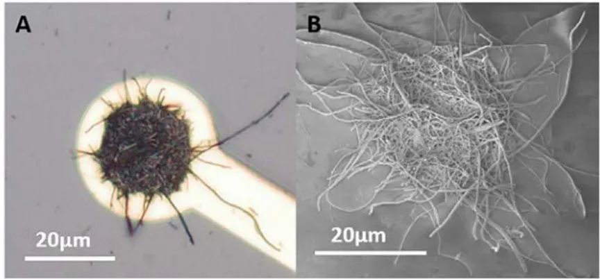 Fig.  4. PEDO T: CNF-modiﬁed microelectrode. A) Optimal picture and B) SEM image of a PEDOT:CNF-modiﬁed microelectrode