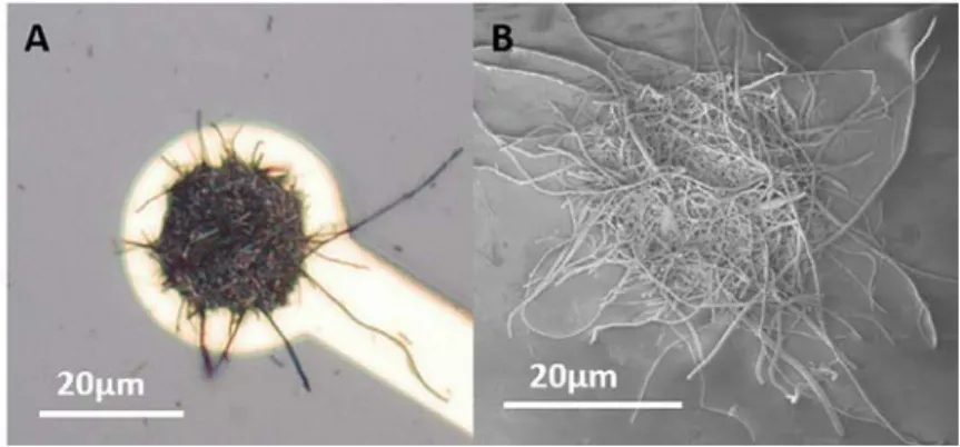 Fig.  4. PEDO T: CNF-modiﬁed microelectrode. A) Optimal picture and B) SEM image of a PEDOT:CNF-modiﬁed microelectrode