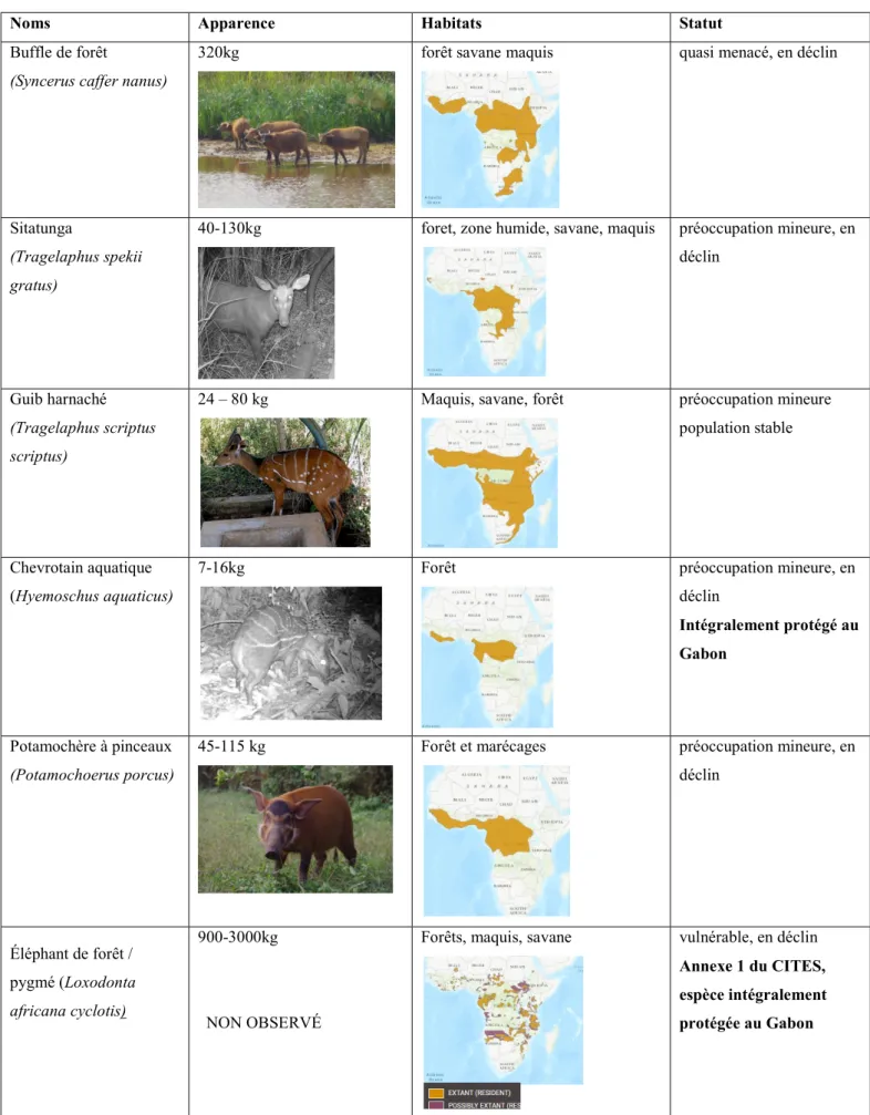 Tableau 2: Table des autres ongulés. Cartes IUCN (2020) et photos SODEPAL (2020) 