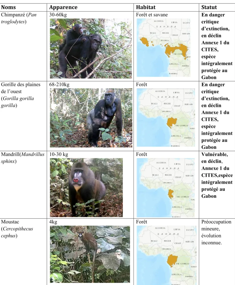 Tableau 3 : Table des primates. Cartes IUCN(2020) et photos SODEPAL (2020) 