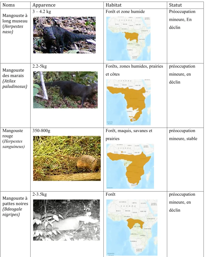 Tableau 4 :Table des mangoustes. Cartes IUCN(2020) et photos SODEPAL (2020) 