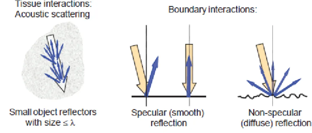 Figure 9. Diffraction VS réflexion (Bushberg, 2012) 