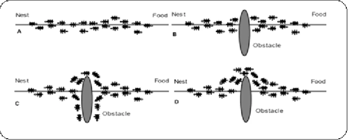 Figure   3-1Effet de la coupure d’une piste de phéromone. 