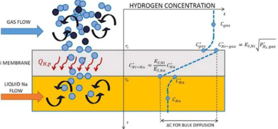 Fig. 1 – Hydrogen permeation physics in a shell and tube gas-Na conﬁguration membrane.