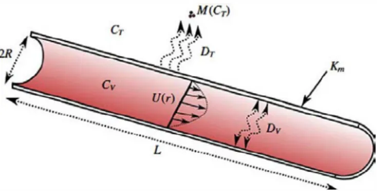 FIGURE  3.  Schematic  of solute  transport  within  a  single  capillary.  Here  Cv  is  the  local  concentration  of solute  within  the  vessel  and  Cr  the  local  concentration  within  the  tissue