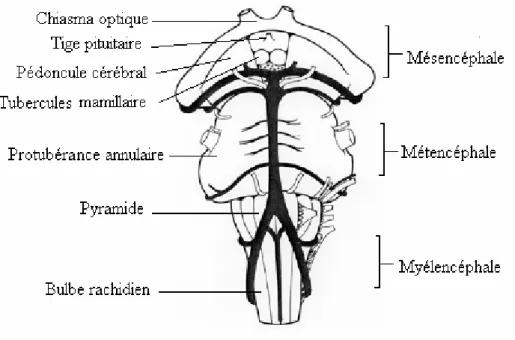 Figure 1.3: Le tronc cérébral. 