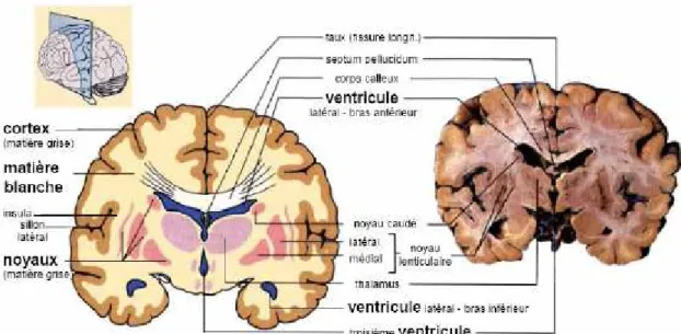 Figure 1.4: Différentes structures du cerveau. [SEM 08] 