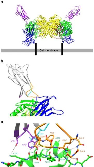 Fig. 2 HCoV-229E RBD in complex with the ectodomain of hAPN. a The complex between dimeric hAPN (domain I: blue, domain II: green, domain III: brown, and domain IV: yellow) and the HCoV-229E RBD (purple) is depicted in its likely orientation relative to th