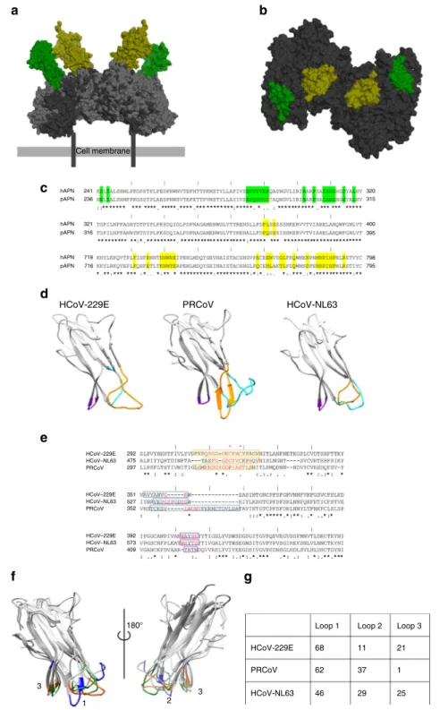 Fig. 3 Alphacoronavirus receptor-binding domains. a Surface representation of an APN-based overlay of the HCoV-229E RBD –hAPN and PRCoV RBD –pAPN complexes