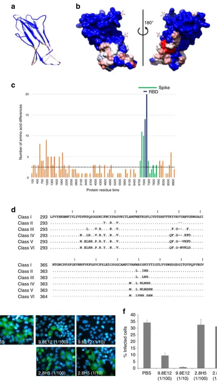 Fig. 4 Naturally occurring HCoV-229E sequence variation. a Color-coded amino-acid sequence conservation index (Chimera) mapped onto a ribbon representation of the HCoV-229E RBD