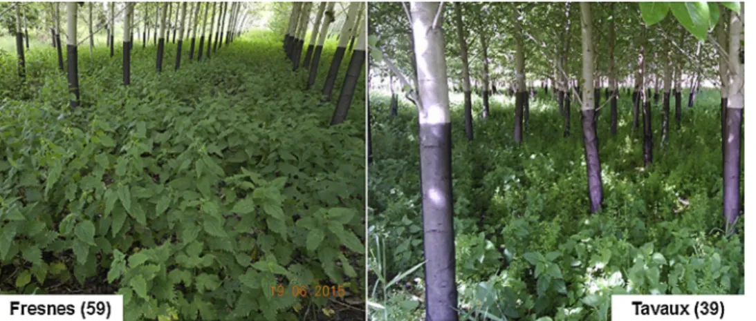 Fig. 1. Photograph of stinging nettle growing spontaneously and in suppa prevalent manner under short rotation coppice for phytomanagement of trace elements contaminated soils.