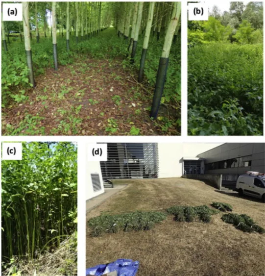 Fig. 3. Photograph the plots and the crops. (a) Plot No. Y1-S1-T.I3 after harvest, (b, c) Nettles in the plot No