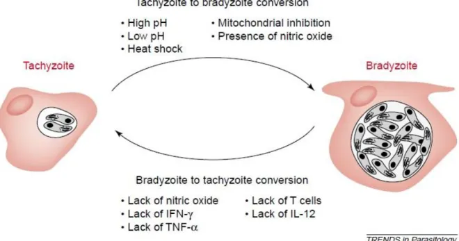 Figure 6: Facteurs associés à l'interconversion tachyzoïte - bradyzoïte. (Lyons, McLeod  and  Roberts,  2002)  Le  processus  de  conversion  ou  de  différenciation  des  stades  est  réversible, même au sein d'un seul hôte