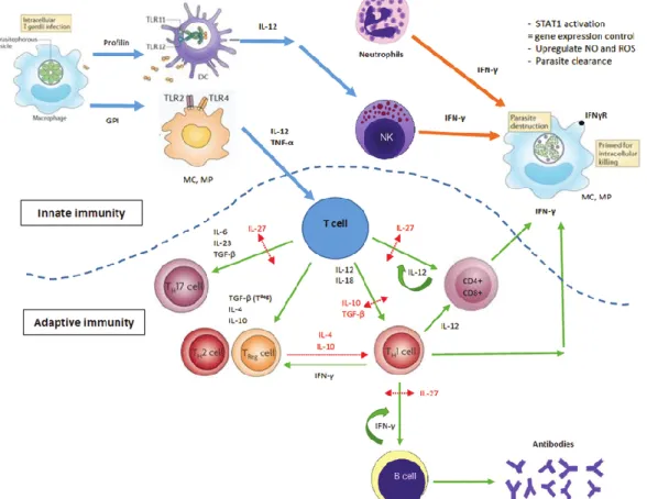 Figure 14: Réponse immunitaire et mécanismes effecteurs anti-parasitaires lors d'une 