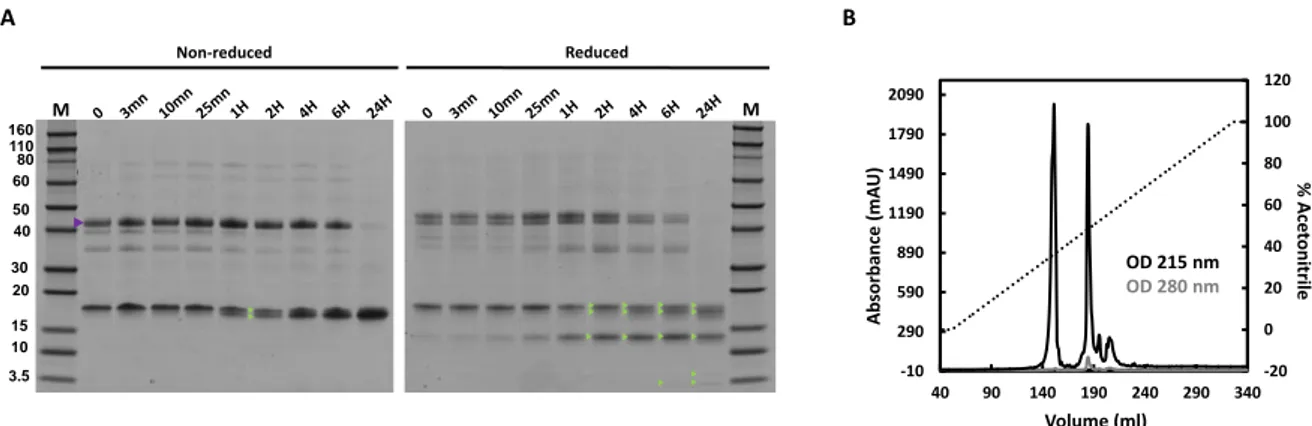 Figure S2: Hydrolysis of γ44-gliadin by chymotrypsin reaction. A. Enzymatic kinetics of chymotrypsin followed  by  SDS-PAGE  10%  under  non  reduced  (left)  and  reduced  (10  mM  dithiothreitol)  (right)  conditions