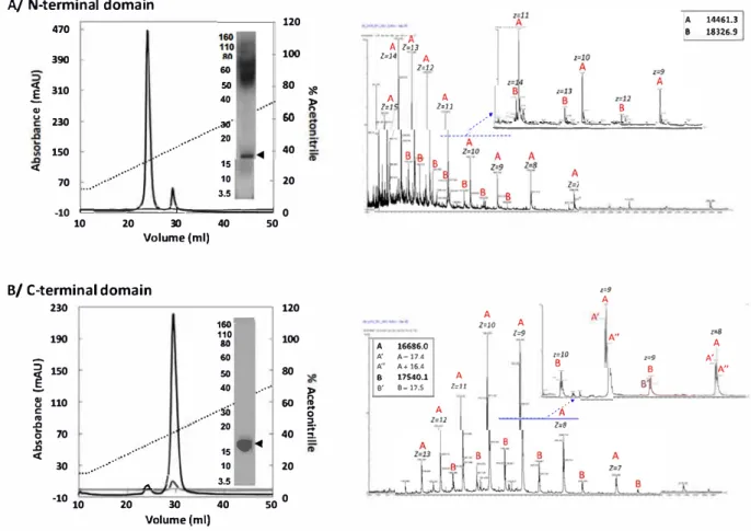 Fig.  2.  Composition and purity of protein samples. A (Left) Chromatographie profile of N-terminal domain at 215  (black) and 200 nm (grey), eluted with aœtonitrile gradient (15-100%)  containing 0.06%TFA SOS.PAGE ofN-terrninal  domain  ( black arrow at-1