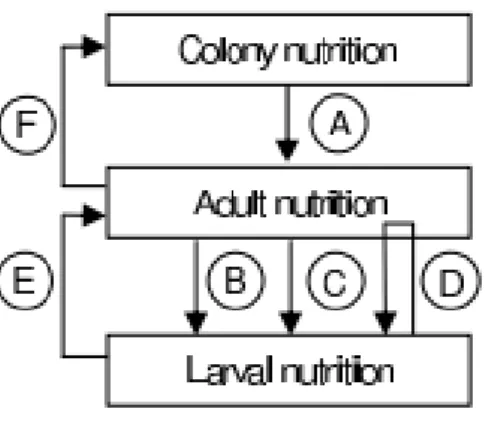 Figure 5 : Les trois échelles de la nutrition de la colonie d’abeilles. A dépendance des adultes envers  le stock de la colonie