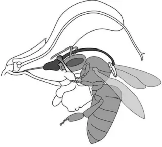 Figure 10: Adaptation de la morphologie de la fleur de sauge permettant de déposer le pollen sur le  dos de l’abeille
