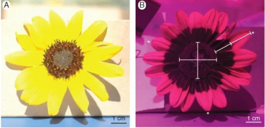 Figure 11 : Tournesol vu A) par l’homme, B) par l’abeille butineuse  (Moyers et al., 2017)   