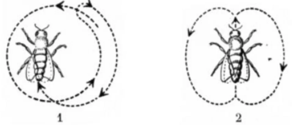 Figure 12 : Schémas des danses de l’abeille (Wolff, 1954) 