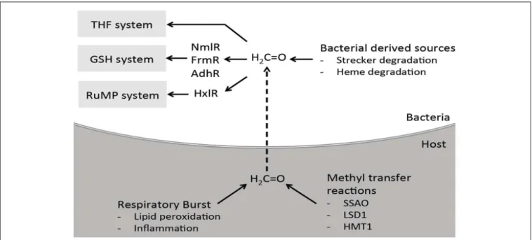 FIGURE 8 | Proposed interaction and clearance of formaldehyde by bacteria at the host-pathogen interface
