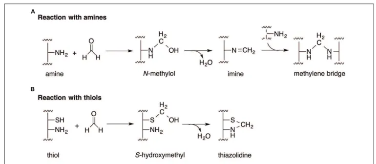 FIGURE 1 | Mechanisms of formaldehyde toxicity. (A) The reaction of formaldehyde with amines forms an imine adduct via an N-methylol intermediate