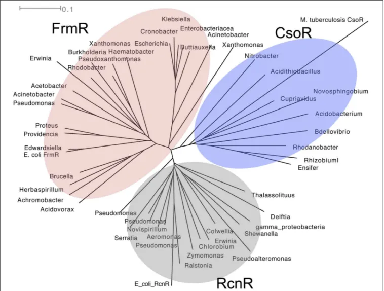 FIGURE 3 | Phylogenetic tree of CsoR (shaded in blue), RcnR (gray), and FrmR (red) family of regulators