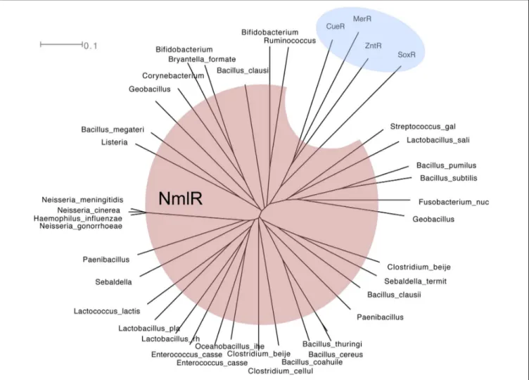 FIGURE 4 | Phylogenetic tree of MerR (shaded in blue) and NmlR (red) family of regulators
