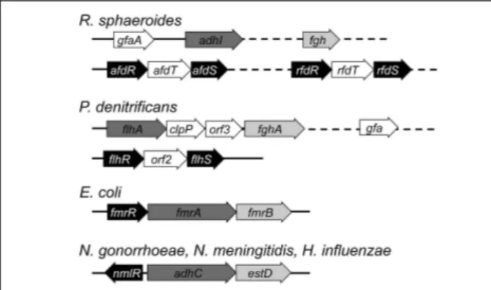 FIGURE 5 | The genetic organization of glutathione-dependent pathways for formaldehyde detoxification