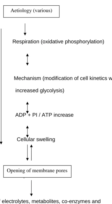 Fig.  5:  A  schematic  mechanism  of  enzyme  leakage  under  pathological  conditions  (Hess, 1963)