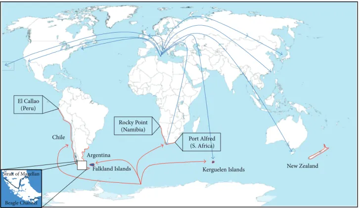 Figure 2: Global distribution of Aulacomya ater. In red, hypothetical origin of A. ater from Antarctic coasts and actual coastal distribution of A