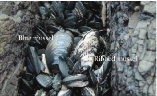 Figure 3: Mixed bed of M. desolationis and A. ater. The specimens were found in mixed beds located at Port-aux-Franc¸ais in the Kerguelen Islands