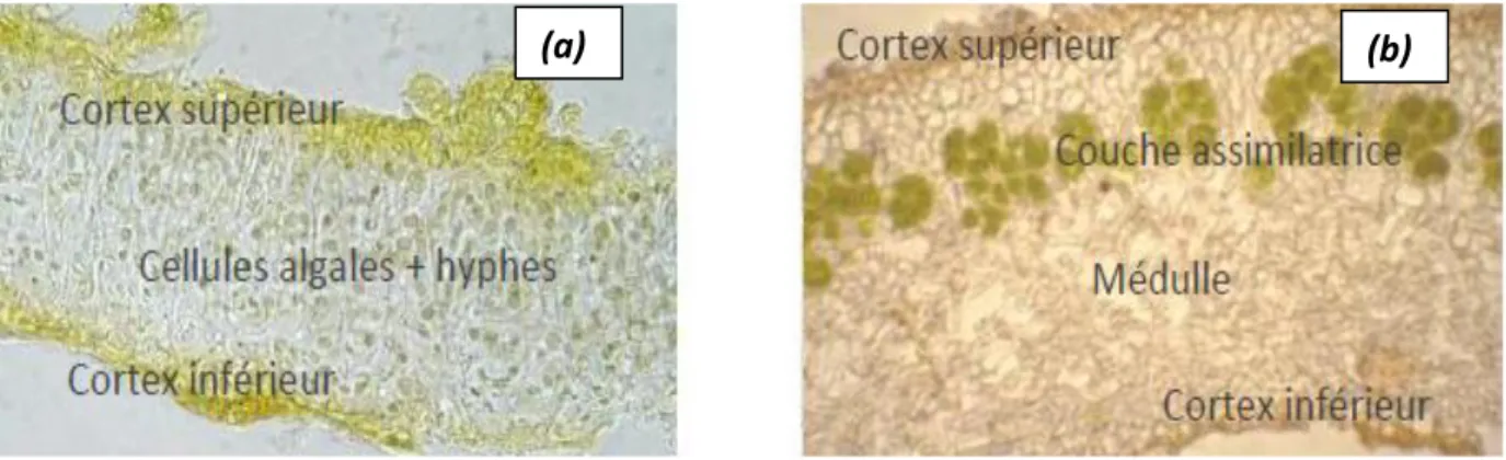 Figure 4 : Structure anatomique des lichens : structure homéomère (a) ;structure hétéromère  (b) (Aprile et al., 2011).