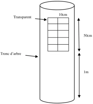 Figure 8 : Grille d’échantillonnageTronc d’arbre 