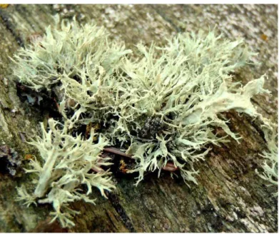 Figure 13 : Ramalina farinacea 
