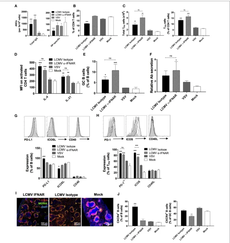 FigUre 6 | iFnar blockade partially restores TD B cell responses and splenic follicular structures