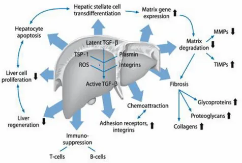 Figure 3.   Schéma localisant la cellule étoilée du foie. (Lee et al., 2014) 