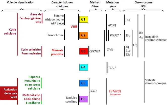 Figure 8 . Classification transcriptomique des CHC (Boyault et al., 2007) 